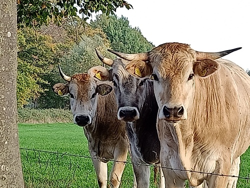 koeien bij Biologische Boerderij 'De Pasop'